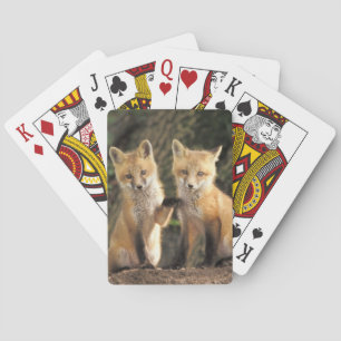 Red Fox pup in front of den Vulpes vulpes) Playing Cards