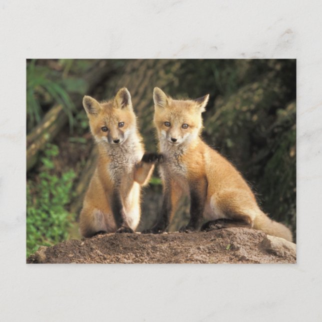Red Fox pup in front of den Vulpes vulpes) Postcard (Front)