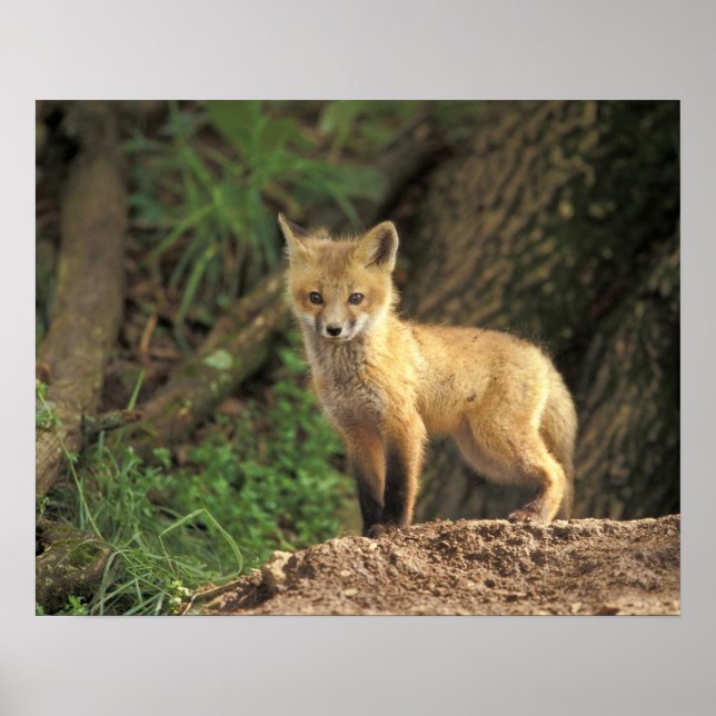 Red Fox pup in front of den (Vulpes vulpes) Poster (Front)