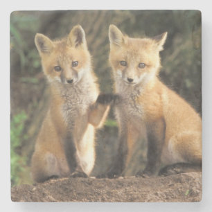 Red Fox pup in front of den Vulpes vulpes) Stone Coaster