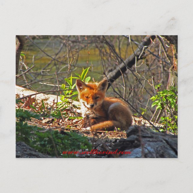 Red Fox Pup Postcard (Front)
