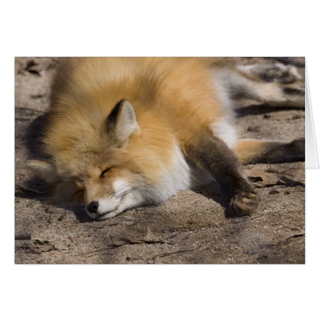 Red Fox Resting (Front Horizontal)