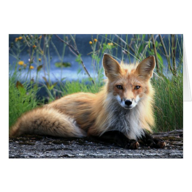 Red Fox Resting Blank Card (Front Horizontal)