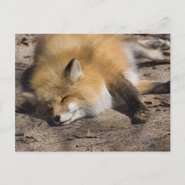 Red Fox Resting Postcard (Front)