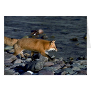 Red Fox running beside river