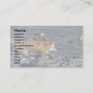 Red Fox running beside river Business Card