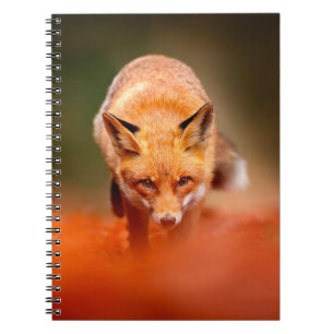 Red fox running on orange autumn leaves. Cute Red  Notebook