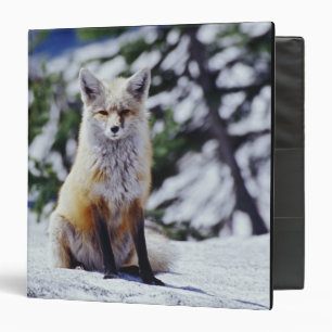 Red Fox sitting on snow bank, Vulpes, Mt. Binder