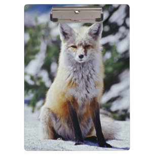Red Fox sitting on snow bank, Vulpes, Mt. Clipboard