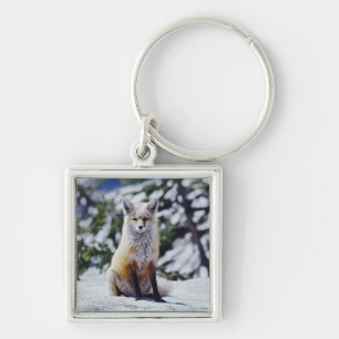 Red Fox sitting on snow bank, Vulpes, Mt. Keychain