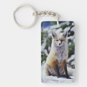 Red Fox sitting on snow bank, Vulpes, Mt. Keychain
