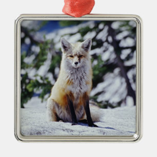 Red Fox sitting on snow bank, Vulpes, Mt. Metal Ornament