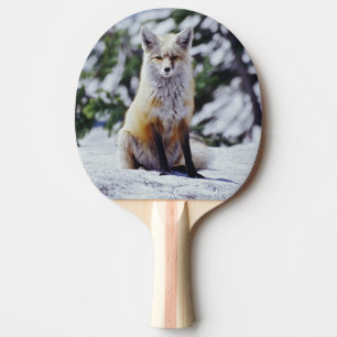 Red Fox sitting on snow bank, Vulpes, Mt. Ping Pong Paddle