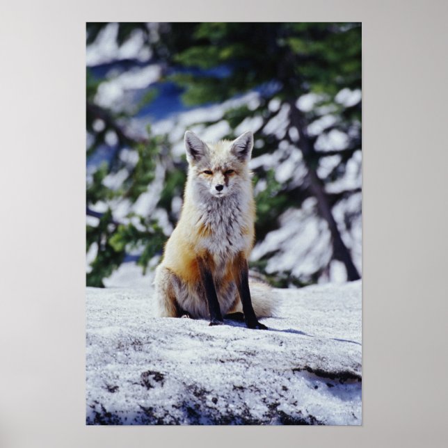 Red Fox sitting on snow bank, Vulpes, Mt. Poster (Front)