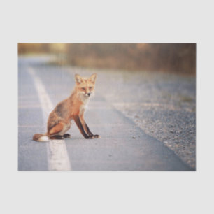 Red Fox Sitting on the side of the road Tissue Paper