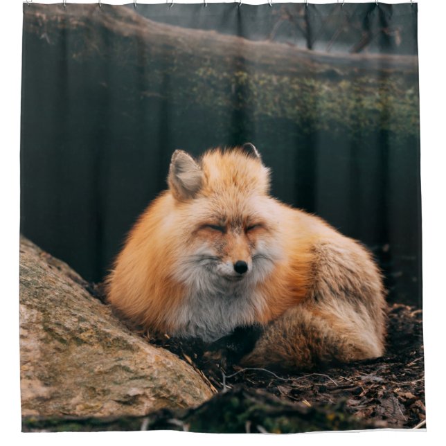 Red Fox Sleeping (Front)