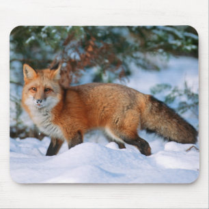Red Fox Snow in Winter, Montana Mouse Pad