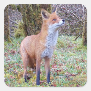 Red Fox Square Sticker