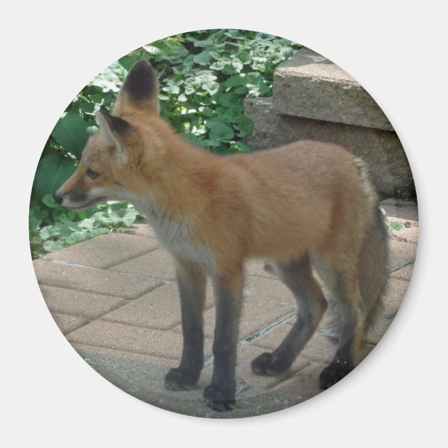 Red Fox Standing Magnet (Front)