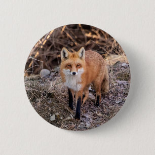 Red Fox up close and personal 2 Inch Round Button