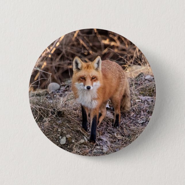 Red Fox up close and personal 2 Inch Round Button (Front)