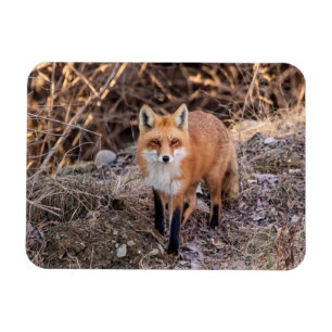 Red Fox up close and personal Magnet