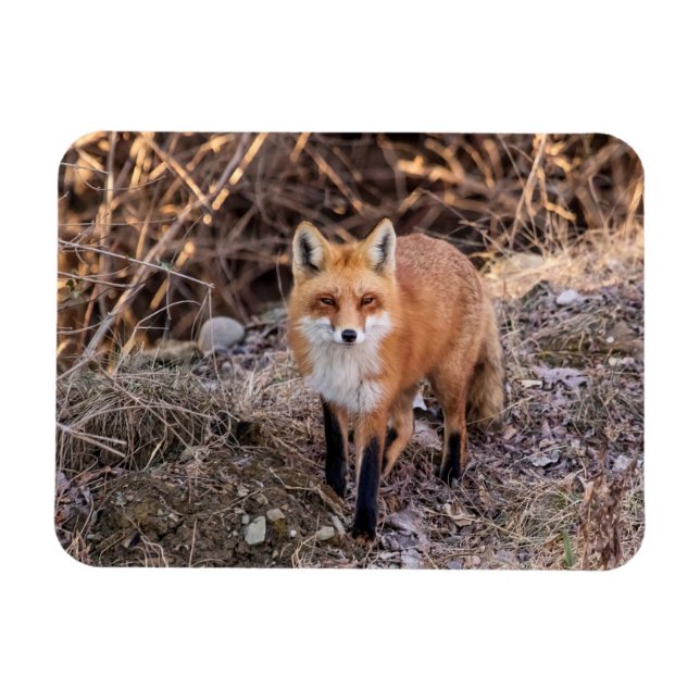 Red Fox up close and personal Magnet (Horizontal)
