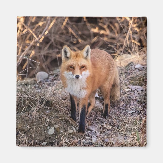 Red Fox up close and personal Magnet (Front)
