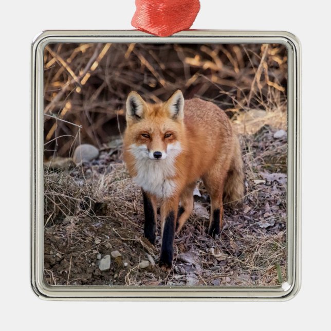 Red Fox up close and personal Metal Ornament (Front)