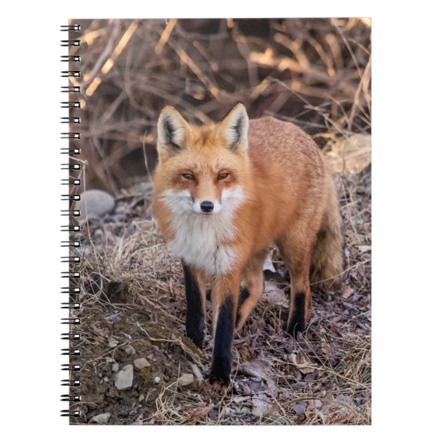 Red Fox up close and personal Notebook (Front)