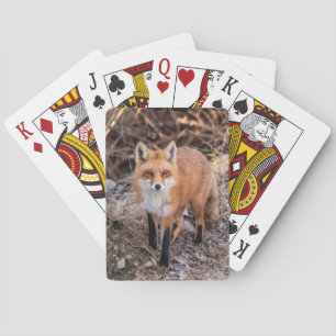 Red Fox up close and personal Playing Cards