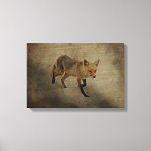 Red Fox Vixen - Island Beach State Park - NJ Canvas Print