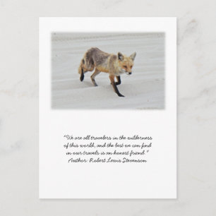 Red Fox Vixen - Island Beach State Park - NJ Postcard