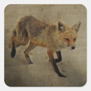 Red Fox Vixen - Island Beach State Park - NJ Square Sticker