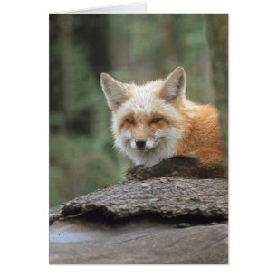 Red Fox (Vulpes vulpes)