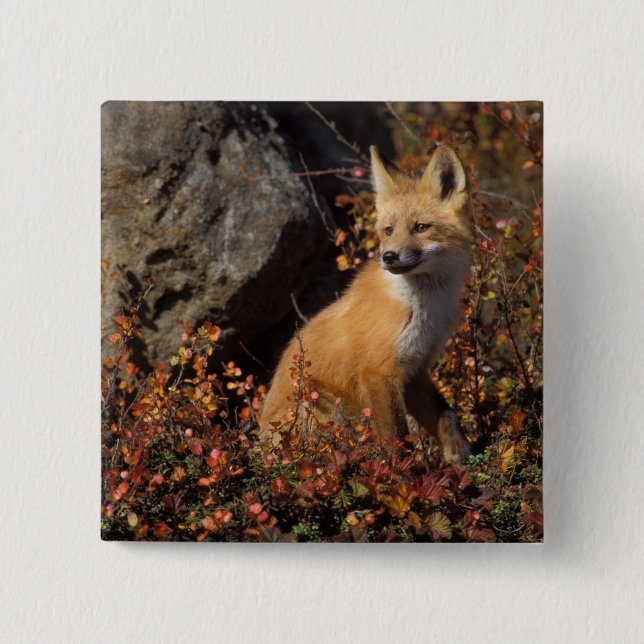 red fox, Vulpes vulpes 2 Inch Square Button (Front)