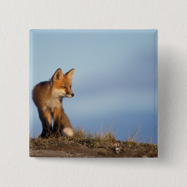 red fox, Vulpes vulpes 2 Inch Square Button (Front)