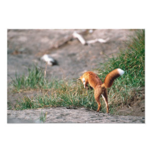 Red Fox, Vulpes vulpes, Alaska Peninsula, 3 Photo Print