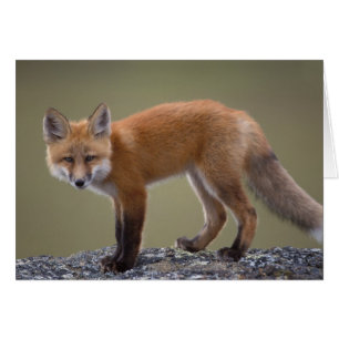 red fox, Vulpes vulpes, along the central North 2