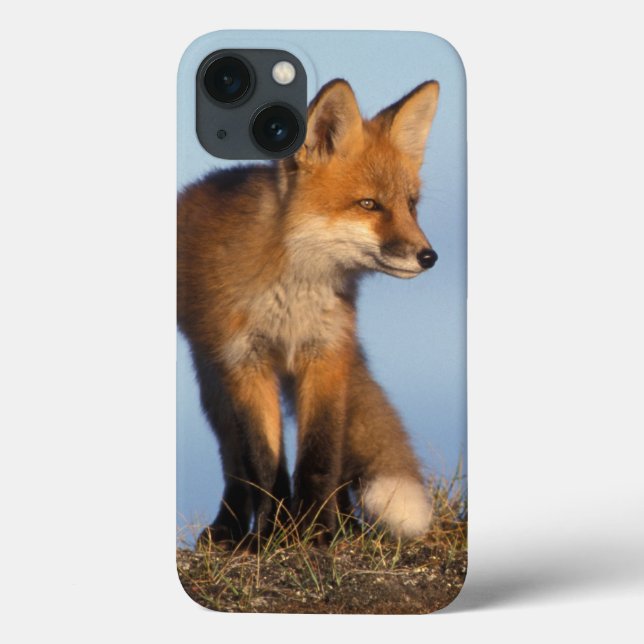 red fox, Vulpes vulpes Case-Mate iPhone Case (Back)
