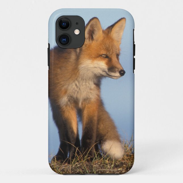 red fox, Vulpes vulpes Case-Mate iPhone Case (Back)