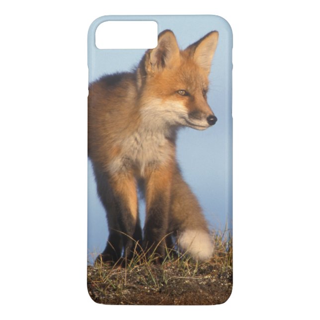 red fox, Vulpes vulpes Case-Mate iPhone Case (Back)