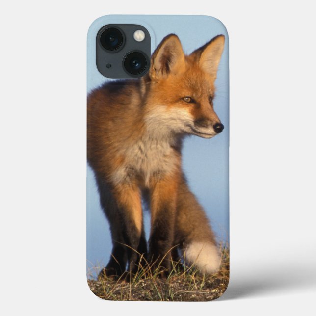 red fox, Vulpes vulpes Case-Mate iPhone Case (Back)
