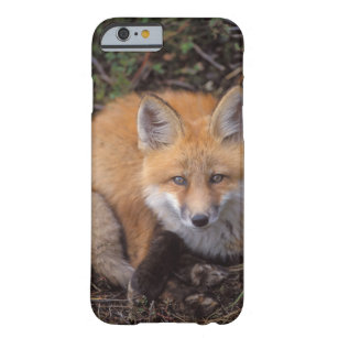 red fox, Vulpes vulpes, in fall colours along Barely There iPhone 6 Case