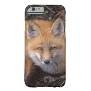 red fox, Vulpes vulpes, in fall colours along Barely There iPhone 6 Case