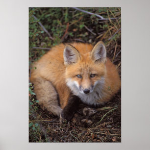 red fox, Vulpes vulpes, in fall colours along Poster