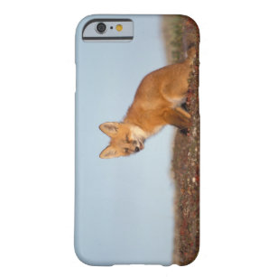 red fox, Vulpes vulpes, in fall colours along the Barely There iPhone 6 Case
