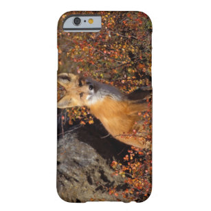 red fox, Vulpes vulpes, in fall colours along the Barely There iPhone 6 Case