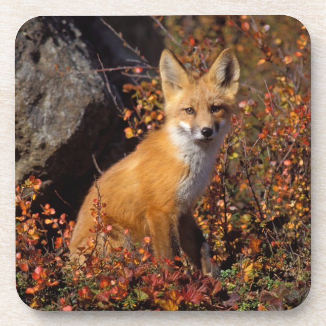 red fox, Vulpes vulpes, in fall colours along the Coaster (Front)