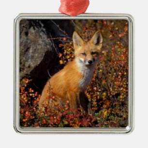 red fox, Vulpes vulpes, in fall colours along the Metal Ornament